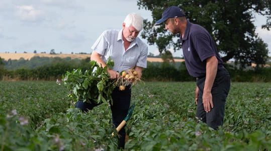 Potato farmer grower and yara agronomist reviewing potatoes 