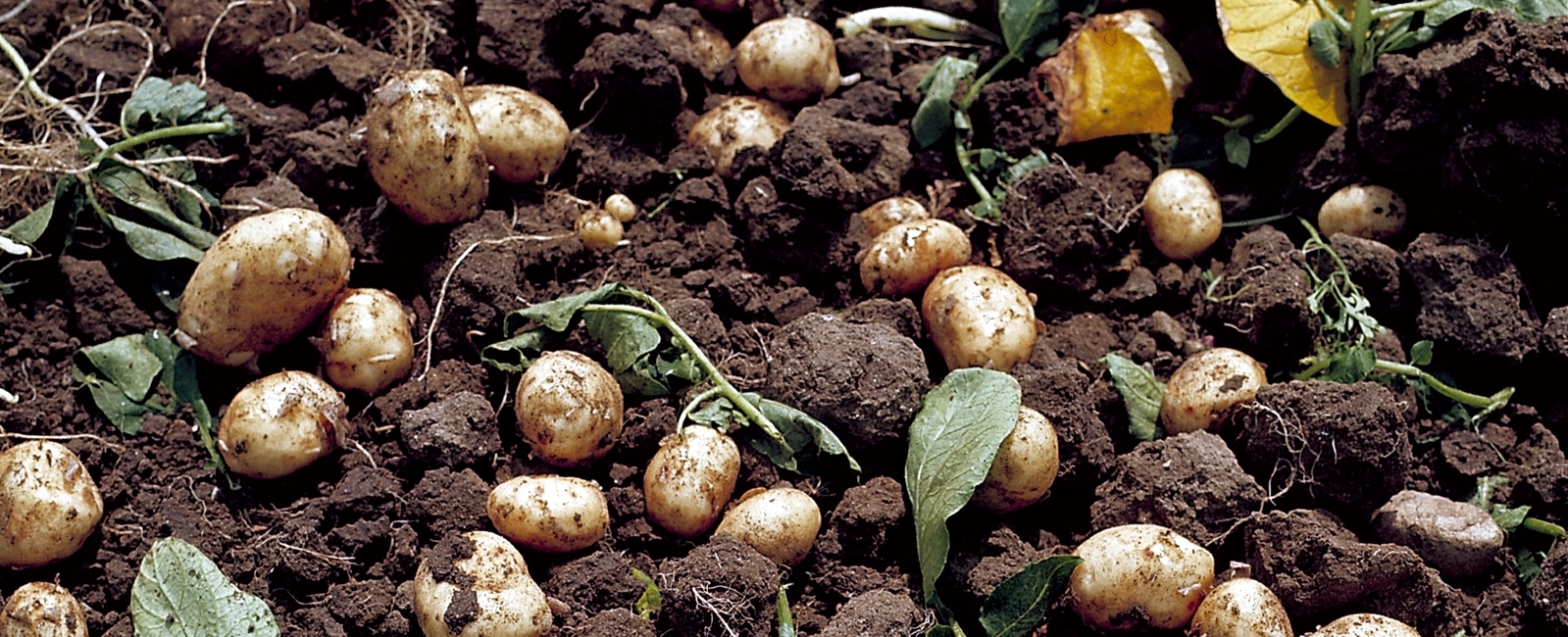 Función del boro en la producción de patatas