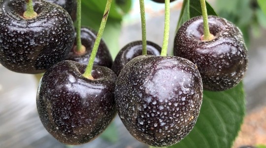 Cherries showing pitting and calcium deposits