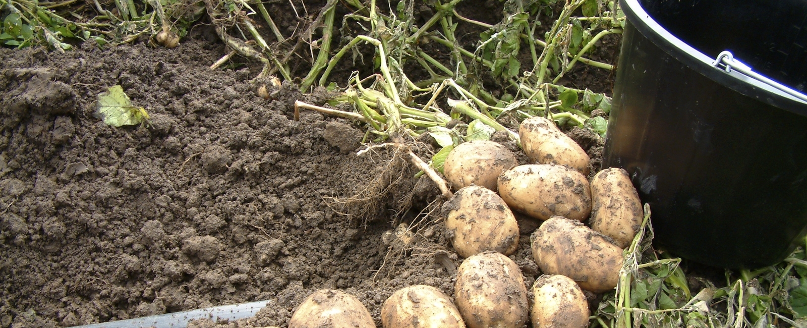 Função do Cobre na Produção de Batatas