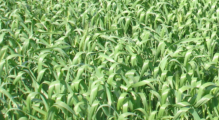 Zvyšování množství a kvality bílkovin pšeničného zrna