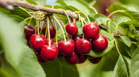 Improving cherries appearance