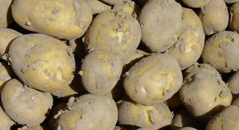 Reducir manchas internas en la patata